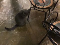 -猫猫幼稚园·撸猫·桌游·电玩