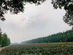 -上海长兴岛郊野公园