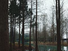 -西溪国家湿地公园