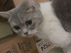 -猫色咖啡·猫咖