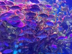 -芜湖新华联大白鲸海洋公园