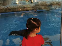 -帝企鹅自助餐厅•儿童岛•真企鹅(长隆企鹅酒店)