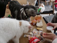 -平行世界·猫咖(首经贸店)