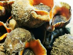 -大锅强·蒸海鲜青岛菜(吾悦广场店)