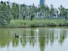 -盐城丹顶鹤湿地生态旅游区