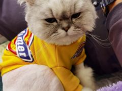 -PETKIT 小佩宠物·低压洗护·美容·寄养(安远店)