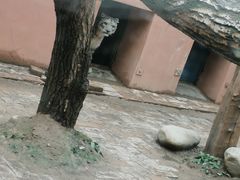 -青藏高原野生动物园