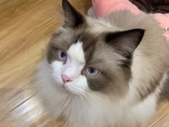 -滚猫咖啡·猫咖·猫友好撸猫(未来城店)