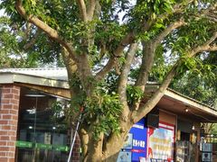 -侯臣咖啡文化村