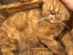 -猫友咖啡店(玉林西路店)