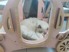 -鼓捣猫呢主题猫咖店