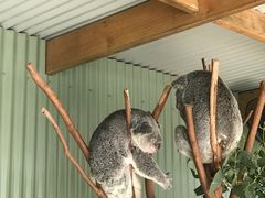 -费瑟代尔野生动物园