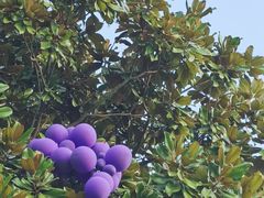 -上海佘山国家森林公园天马山园