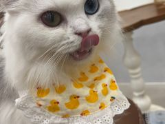 -共舞时光猫咖·狗咖(新街口店)