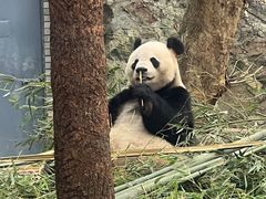 -都江堰中华大熊猫苑
