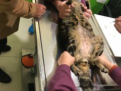 -辛巴宠物医疗中心·骨科·内分泌专科·心肾专科(亭林公园店)