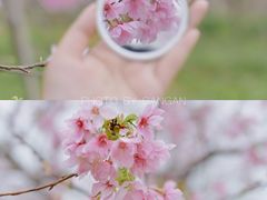 -天适樱花悠乐园