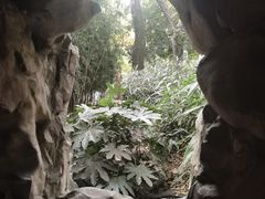 -秋霞圃