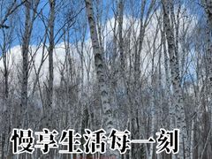 -汤旺河林海奇石景区