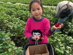 -小鱼草莓采摘园农家乐·小鱼餐厅