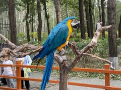 -北京野生动物园