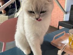 -喵屿·大理花园猫咖