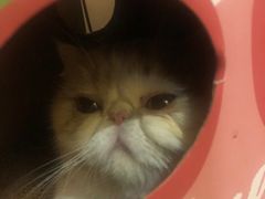 -滚猫咖啡·猫咖·猫友好撸猫(未来城店)