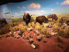 -陕西自然博物馆