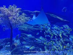 -海合安武汉极地海洋公园