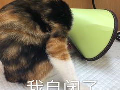 -联合动物医院(光谷诊疗中心)