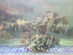 -顺峰(农展馆店)