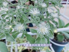 -荷花荡