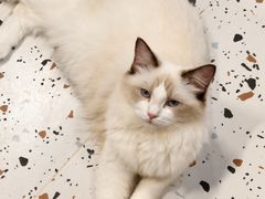 -毛绒耶耶撸宠馆·猫咖·狗咖·荷兰猪咖