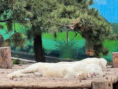 -西霞口神雕山野生动物世界