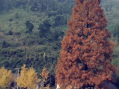 -重庆彩云湖湿地公园