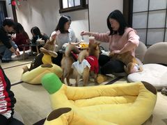 -逗柴咖啡屋·狗咖猫咖宠物桌游