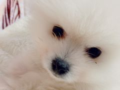 -翊宠yipet猫狗购宠庄园犬舍•猫舍