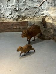 -Zoolung Zoolung动物主题公园(海信广场店)