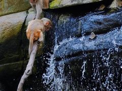 -普洱太阳河森林公园
