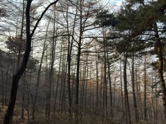 -鲁山国家森林公园