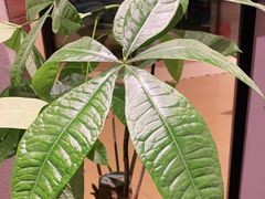 -Dragonfly悠庭·按摩Spa(浦东嘉里城店)