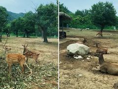 -西安秦岭野生动物园