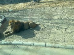 -北京野生动物园