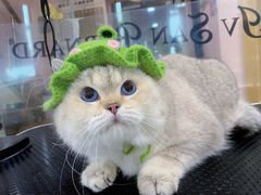 -车接车送·寄养洗护·德文猫舍(大宁店)