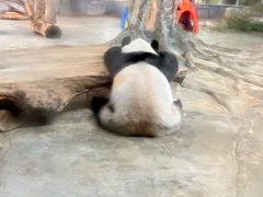 -海南热带野生动植物园