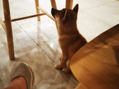 -柴犬小屋·柴餐厅·狗咖食堂(金鼎广场店)