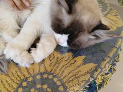 -平行世界·猫咖(首经贸店)