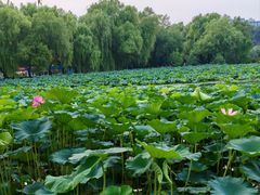 -长春市南湖公园