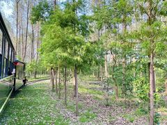 -合肥滨湖国家森林公园