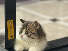 -欣宠猫屋·矮脚拿破仑·蓝金金渐层